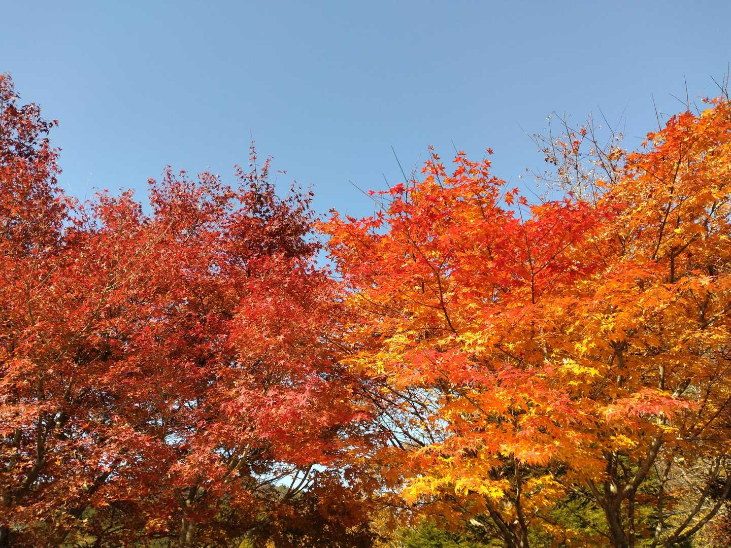 富士見峠-寧比曽岳 往復コースの写真