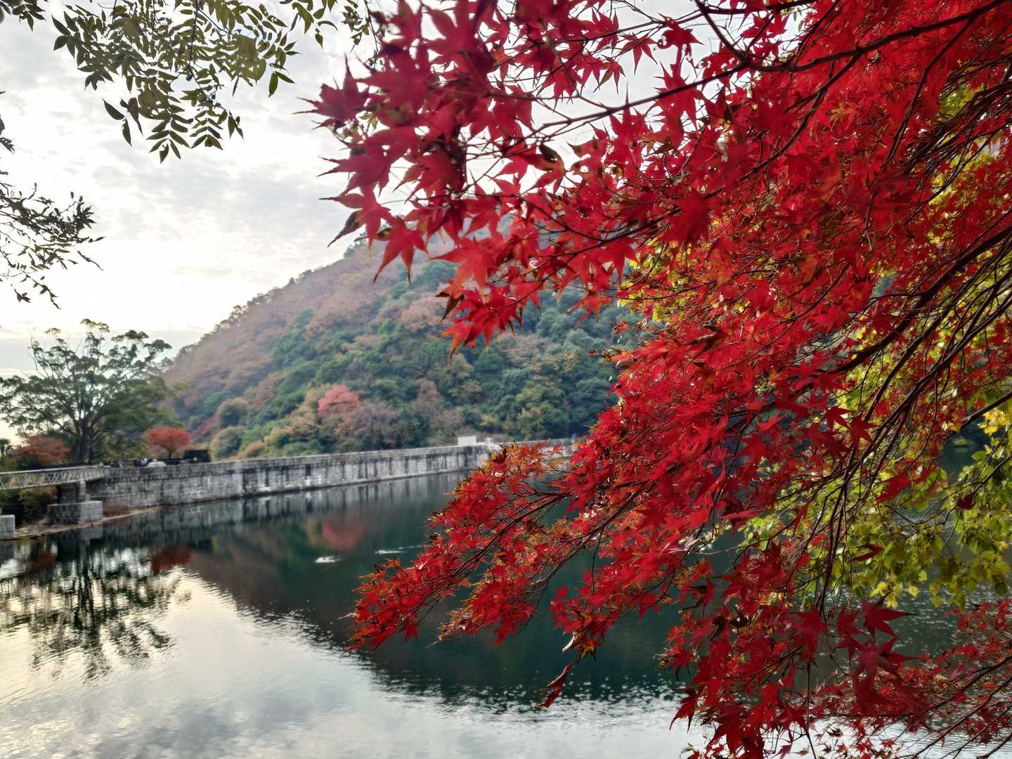 池を回り込んだほうが鮮やかな紅葉🍁