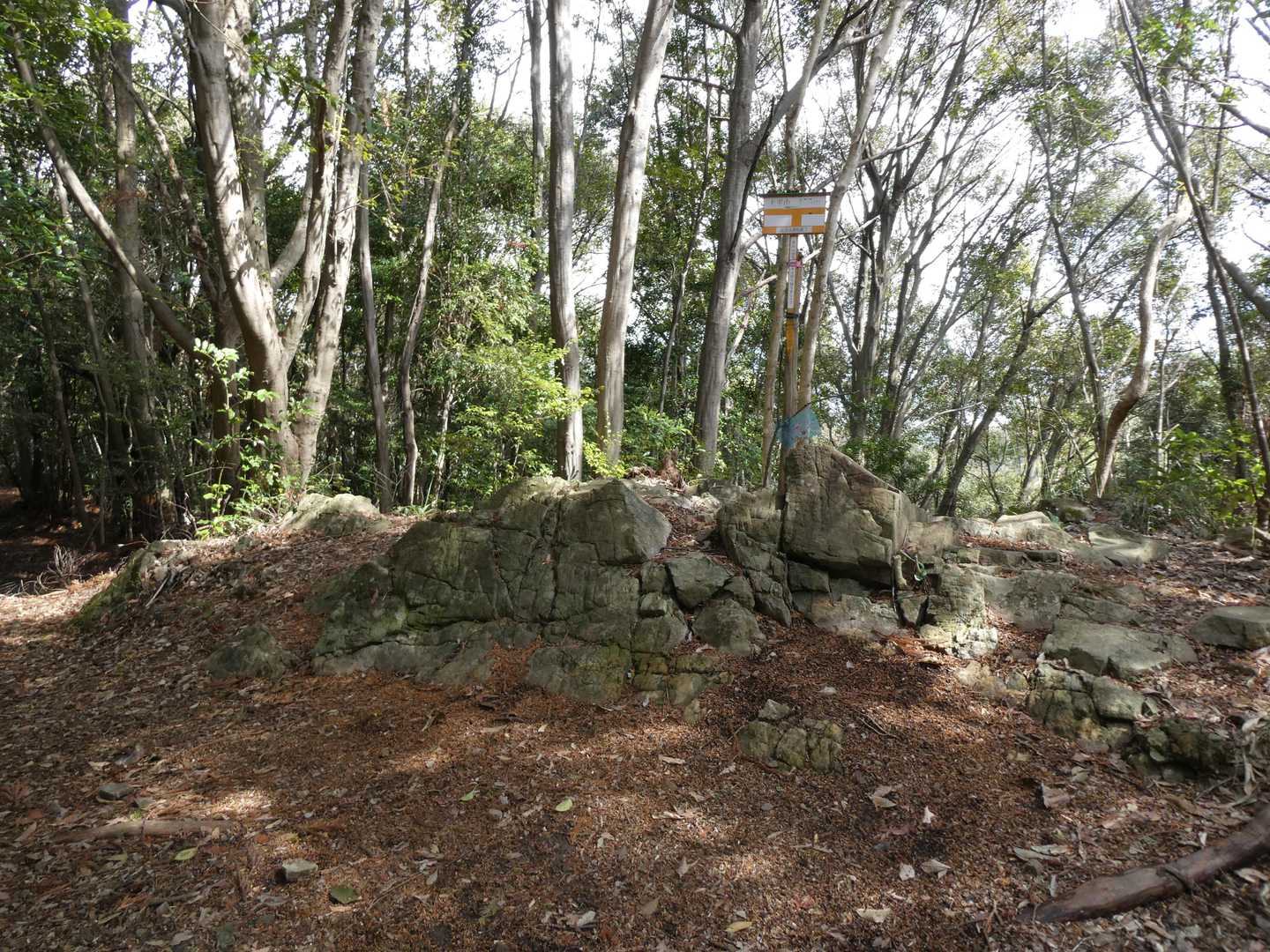 大平山山頂155ｍ