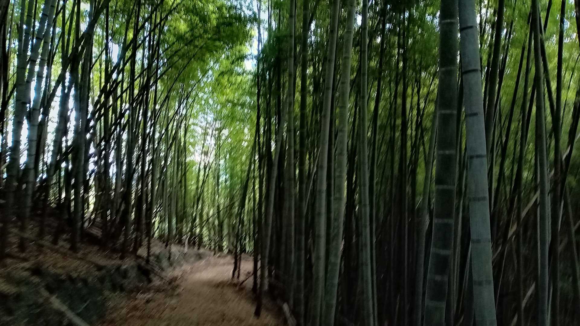 竹林が趣あり