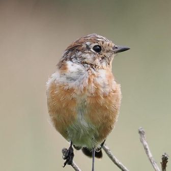 おじーさん（ヨボヨボ）