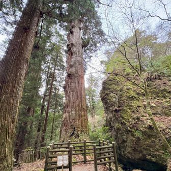 鬼スギ到着！どこまで降れば辿り着くのかと不安になるほど降ってきました