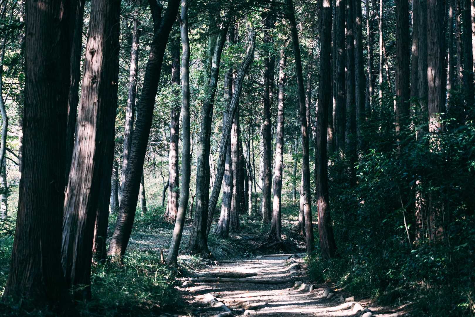 日和田山登山口-日和田山-物見山 周回コースの写真