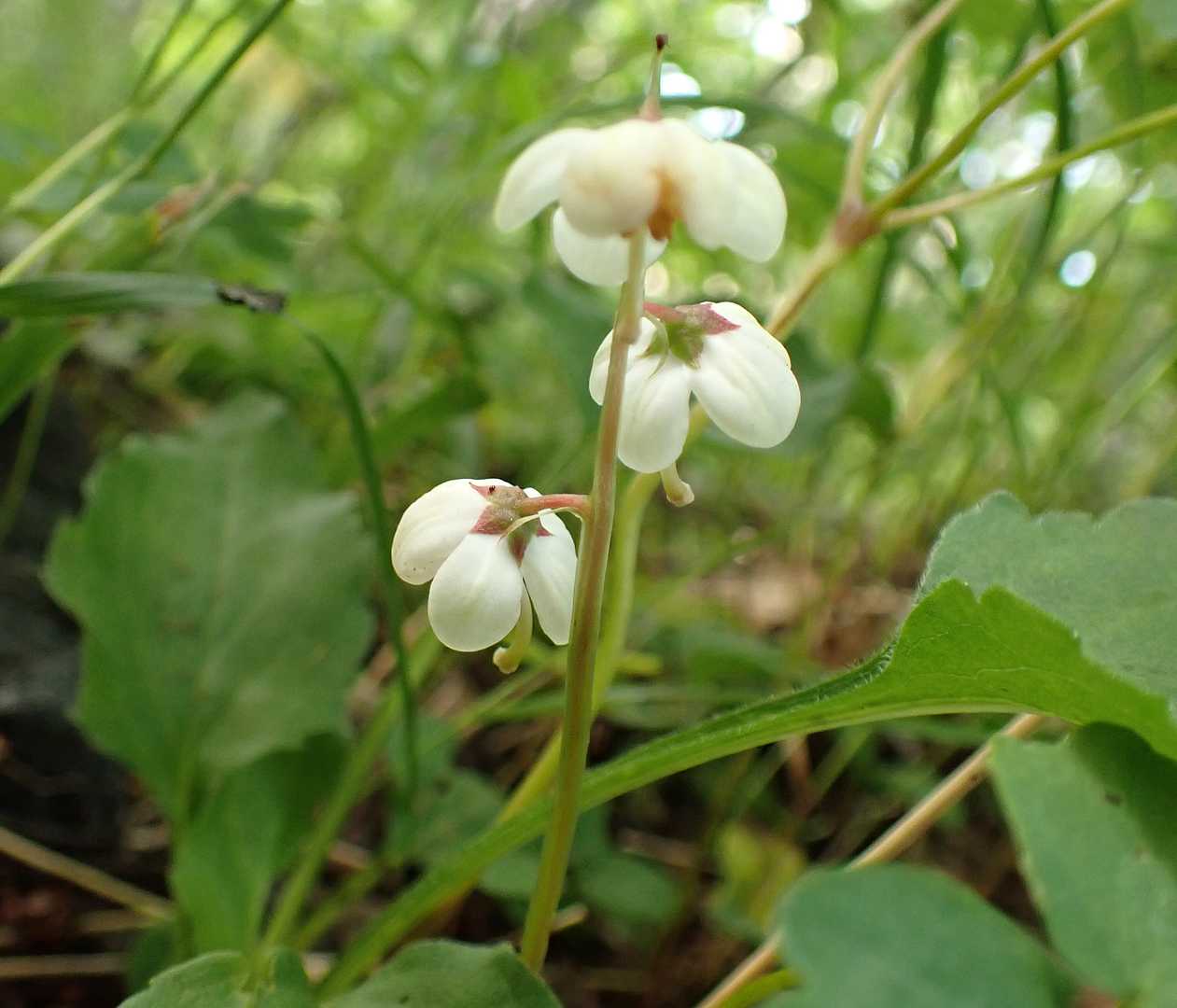 林内をよく見るとイチヤクソウも咲いてました