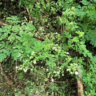 松風草が咲いてます