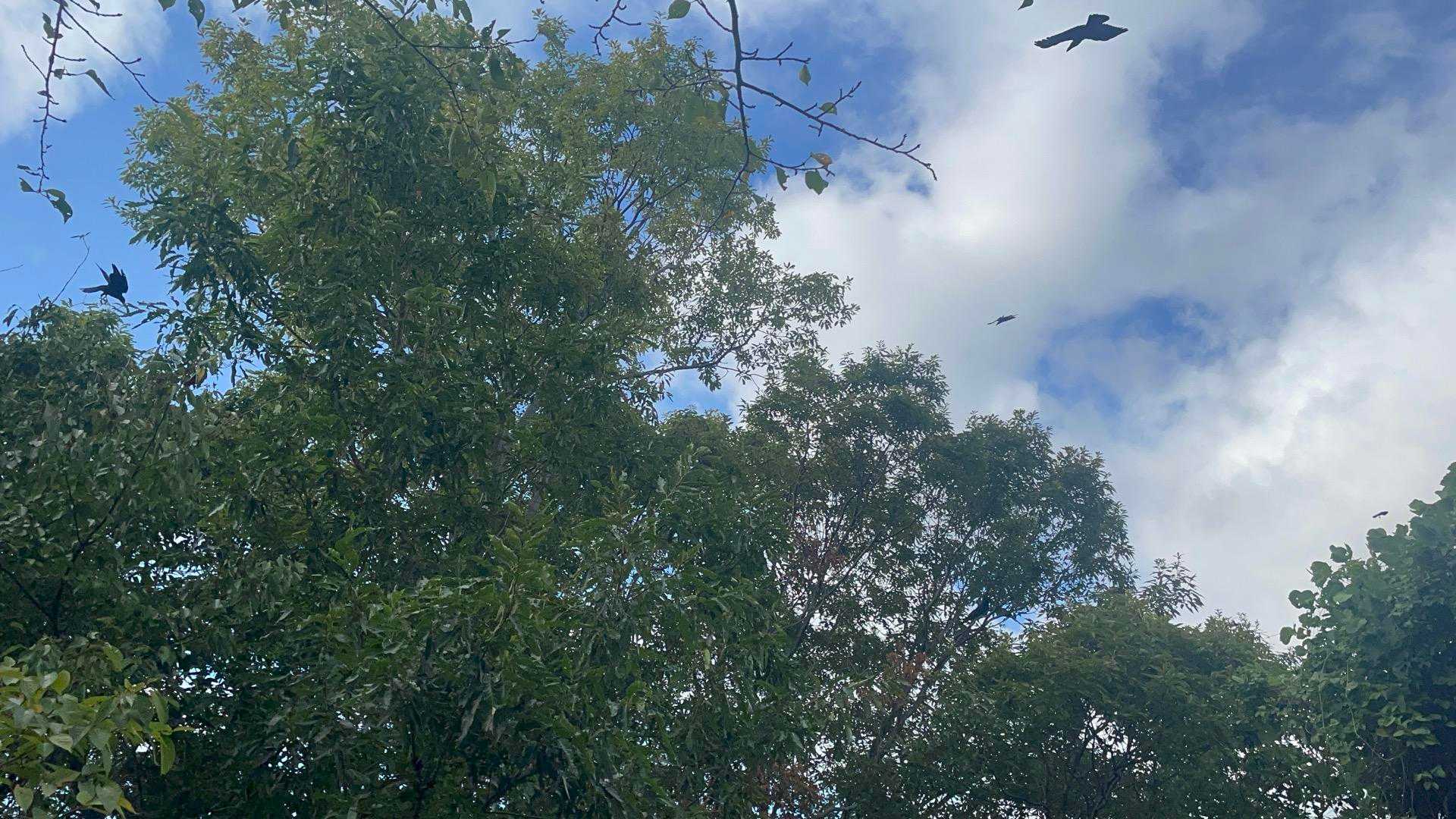 カラスの大群🐦‍⬛🐦‍⬛🐦‍⬛
襲われそうなのでソーッと🚶‍♀️

木🌲にいるカラス大群に『アホーアホー』と大きな声で😭