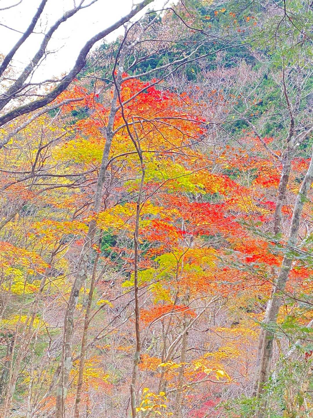 観音峰登山口-観音峯展望台-観音峯山-みたらい渓谷 周回コースの写真