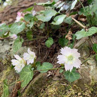 ちょっぴり残っていたイワウチワ🌸