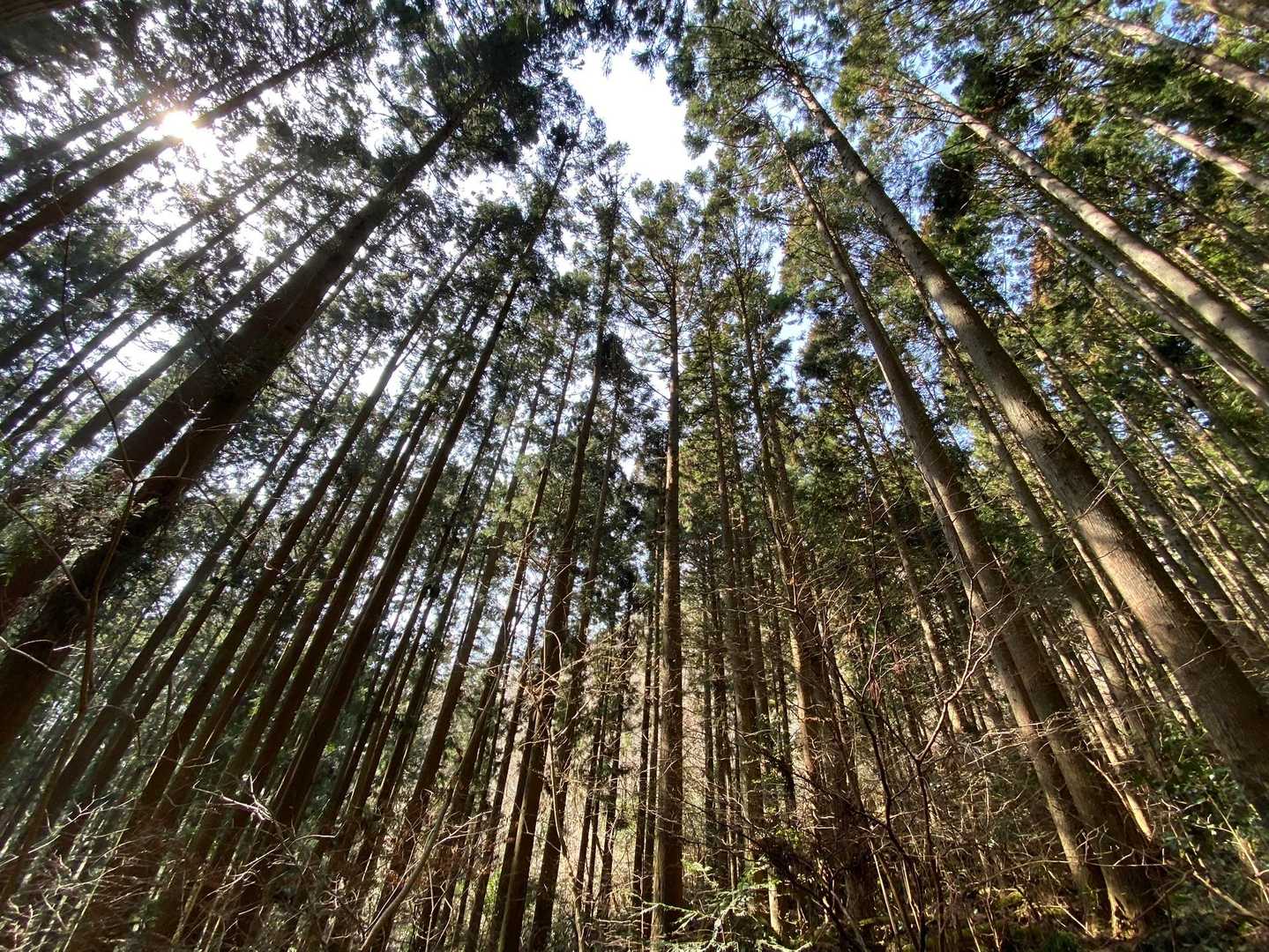 すくっと伸びるスギ林

ずっと上に空。