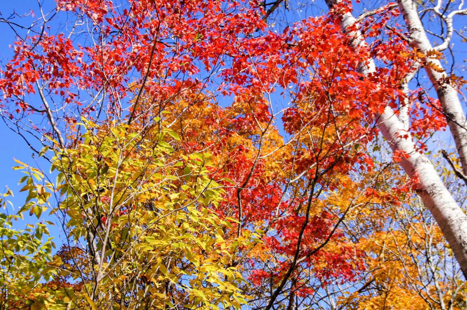 ほら〜、やっぱり帰りの方が絶対に紅葉が色鮮やかに見えてます😅
おそらくは太陽が真上にあった方がまんべんなく木々の葉っぱに光が当たるのでしょうね〜🍁✨️
