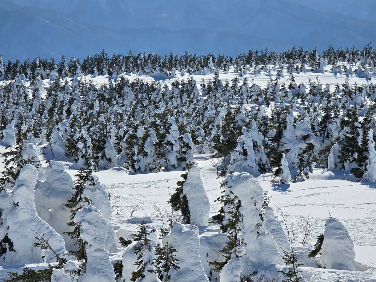 こうやってみると圧巻ですね🌲