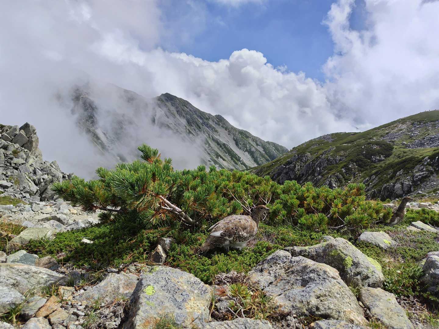 立山をバックにライチョウ
乗鞍では遠目に１羽を短時間でしたが、今日はじっくり観察が出来ました😊