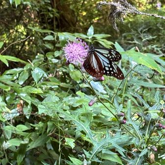 お花と蝶🦋
