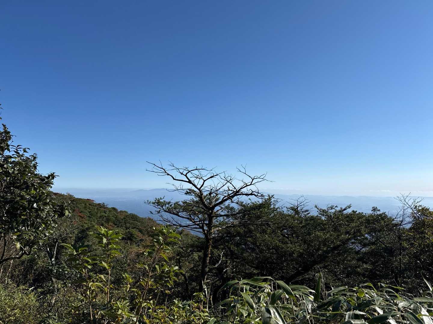 垂桜コース登山口-大箆柄岳 往復コースの写真