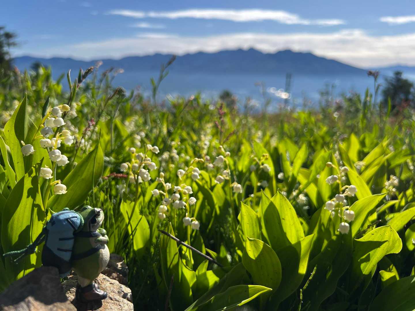 花巡りの入笠山🌸 / ハルセロナ📷の登山データ | YAMAP / ヤマップ