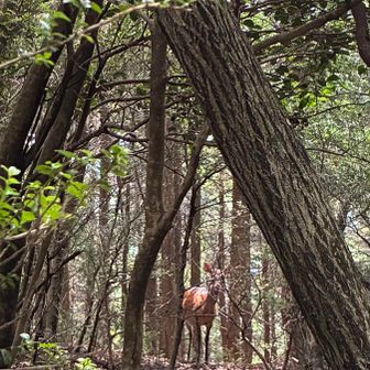 子鹿🦌