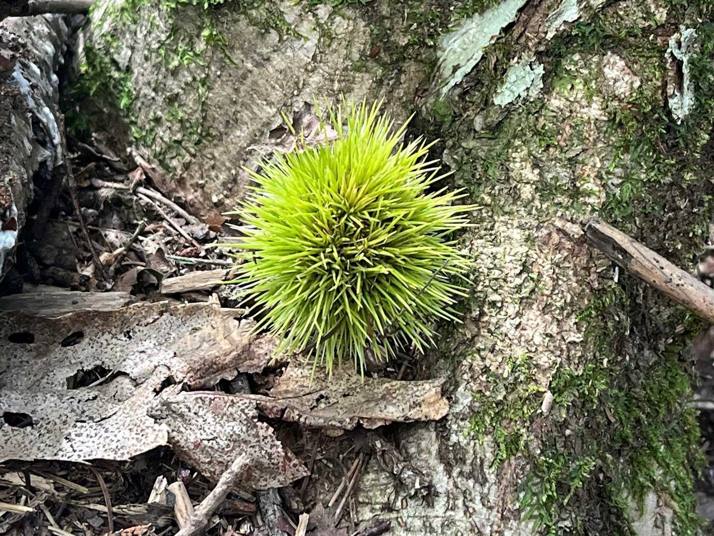 もうすぐ栗の季節だ🌰