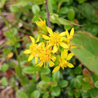 ミヤマアキノキリンソウ