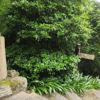 本堂から300段の石段を降りて法輪殿という店を通り過ぎるとすぐ右側に、お見送りの大師がいます。そこから徒歩で降りました