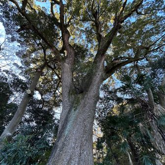 早々に楠の大木です