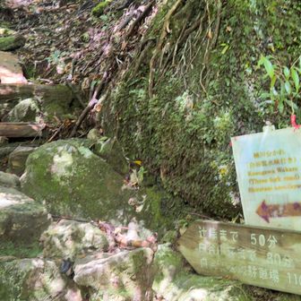 辻峠まで最後の登り