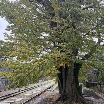インクラインの大桂
こんなところに、こんな大きなカツラがあるとは知らなかった。カラメルのような甘い香りが辺り一面に満つる