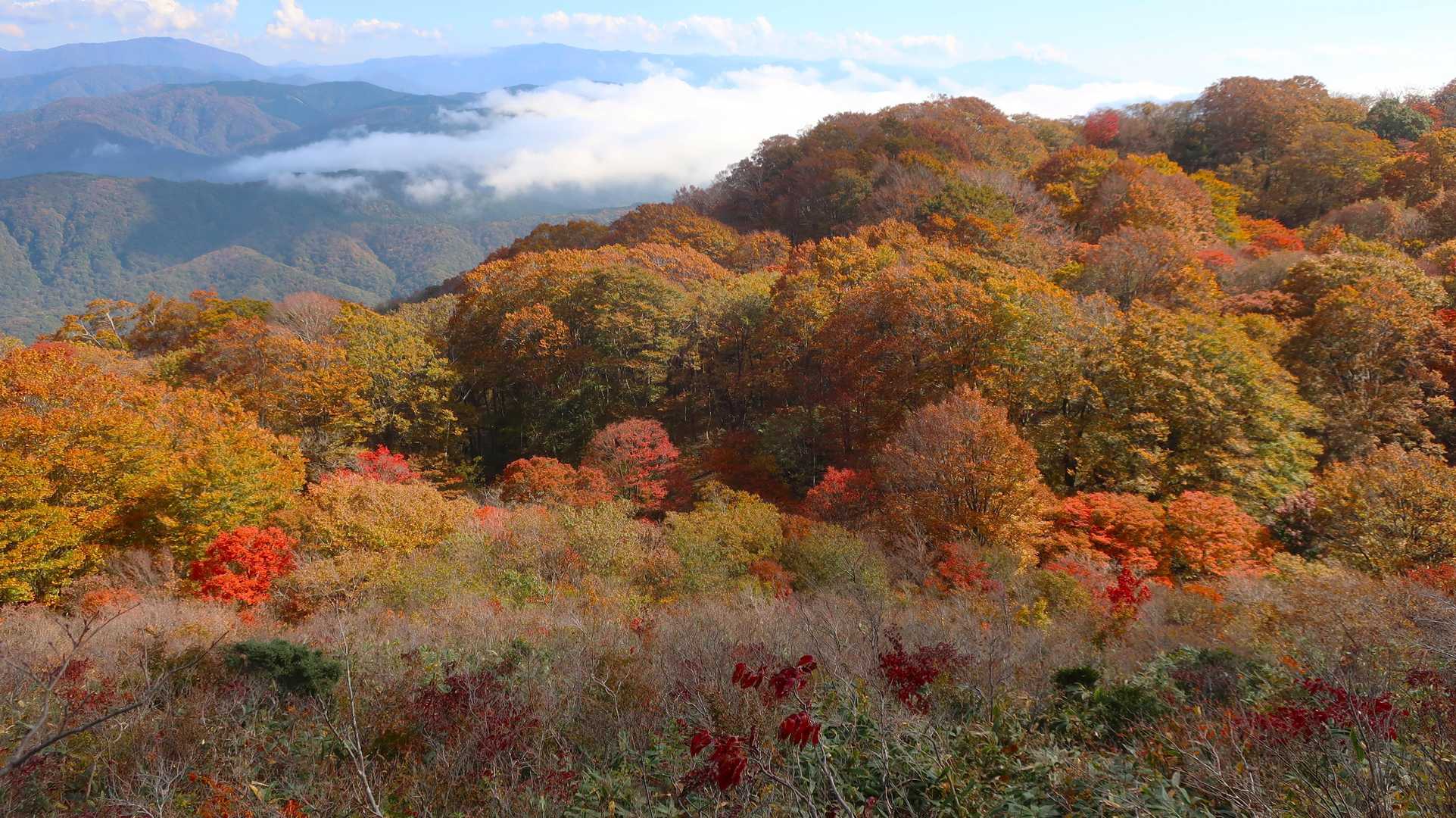 紅葉に突っ込んでいきます