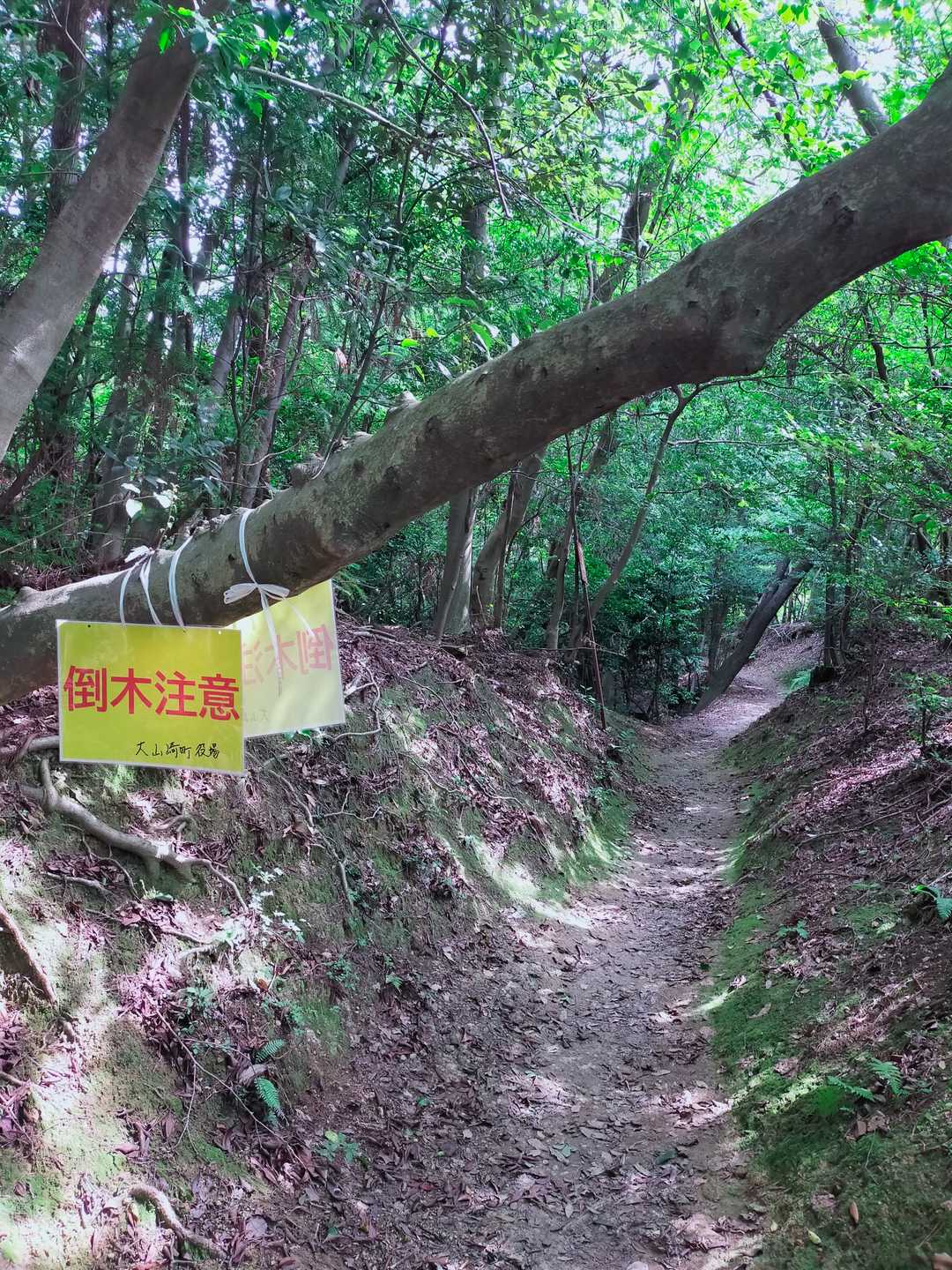 前回は倒木なかったですね