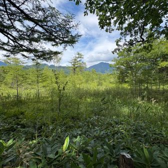 戦場ヶ原展望台
太郎山が見えるだけで、花は確認できませんでした