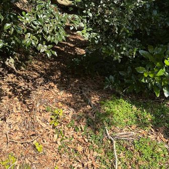 今度は勝山と言うピークを目指すもまた通り過ぎて見つけた登山口。それらしいのは入口だけ。倒木だらけ、蜘蛛の巣だらけ、さらに滑落‼️諦めました。