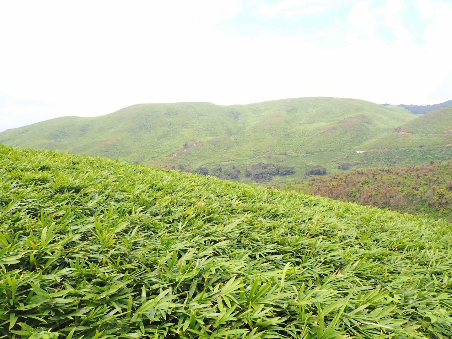 笹原をぬけて  間もなく山頂