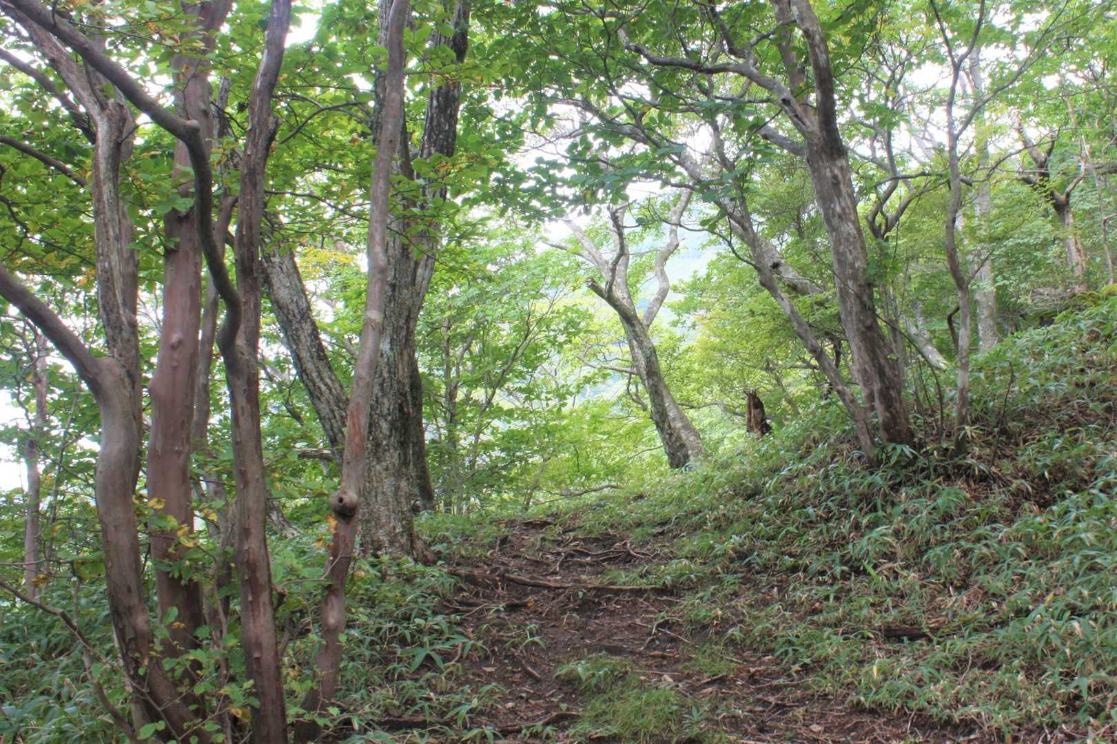 ここから尾根登山。急に明るくなる。
