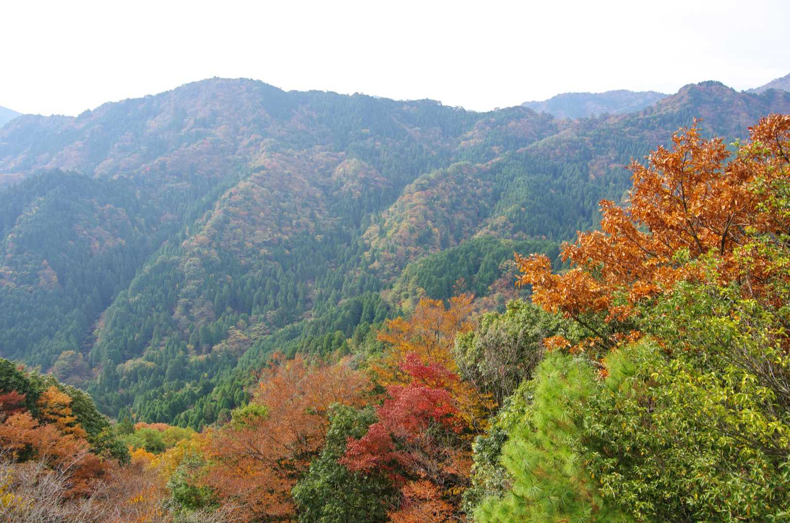 この付近は色付く前に枯れた感じの葉が多い