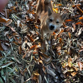 いっぬ登場
励ましてくれた＾＾
可愛い子でした