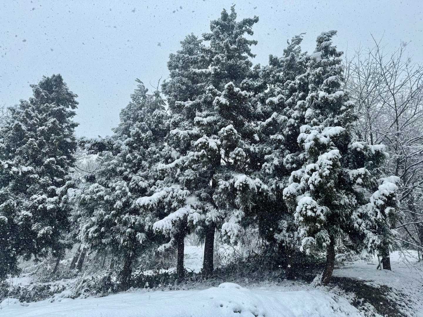 雪、強めーーーっ！