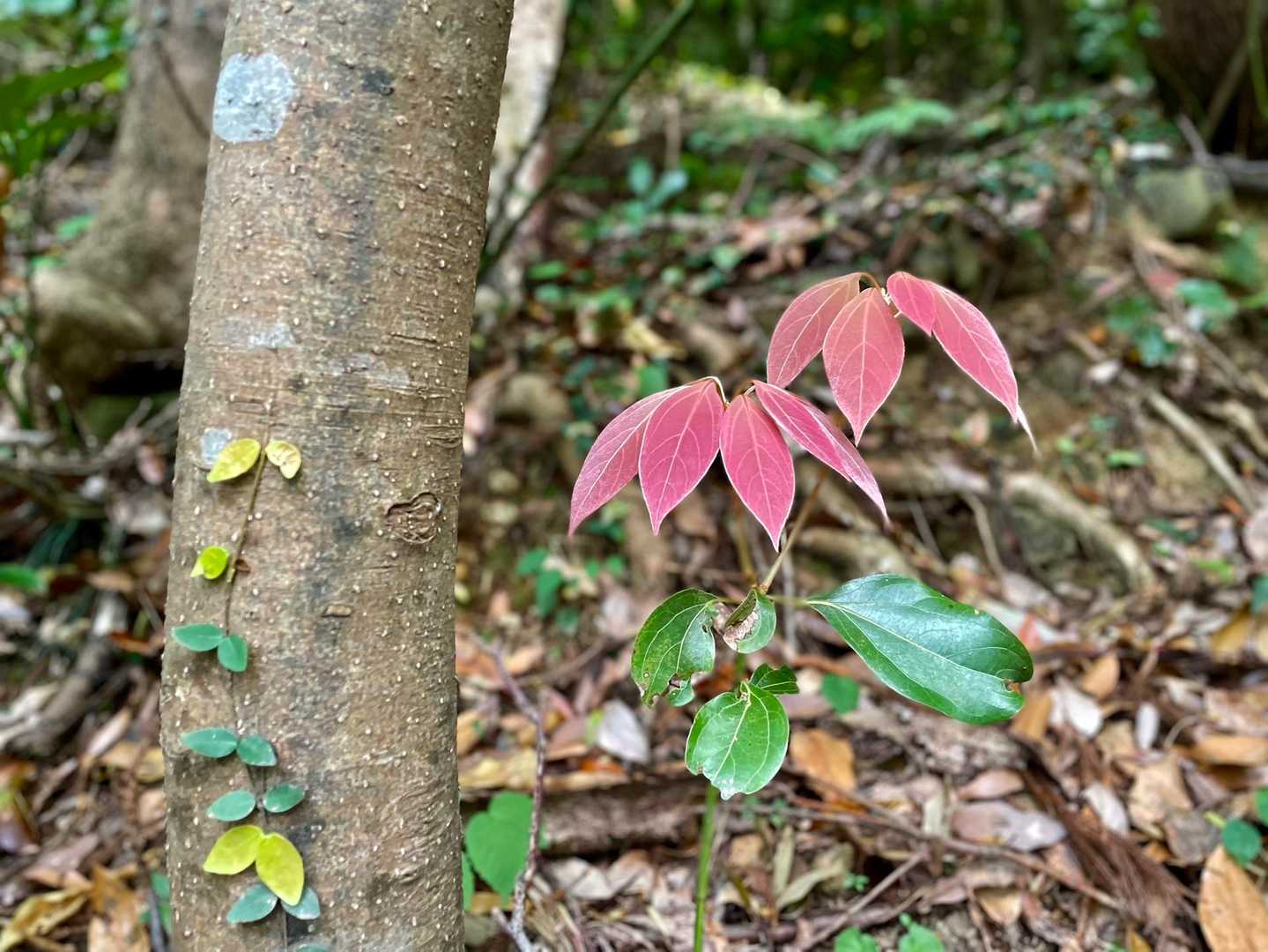 赤の新芽がステキ✨