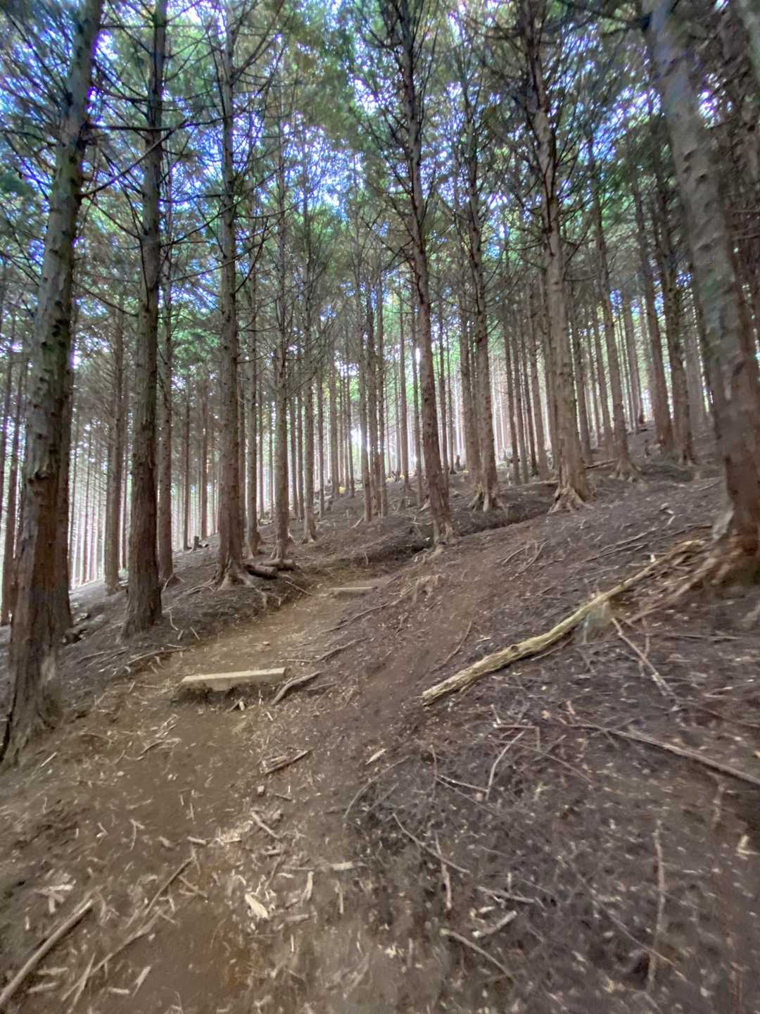 ヒノキの香りが立ち込めるお山の中✨