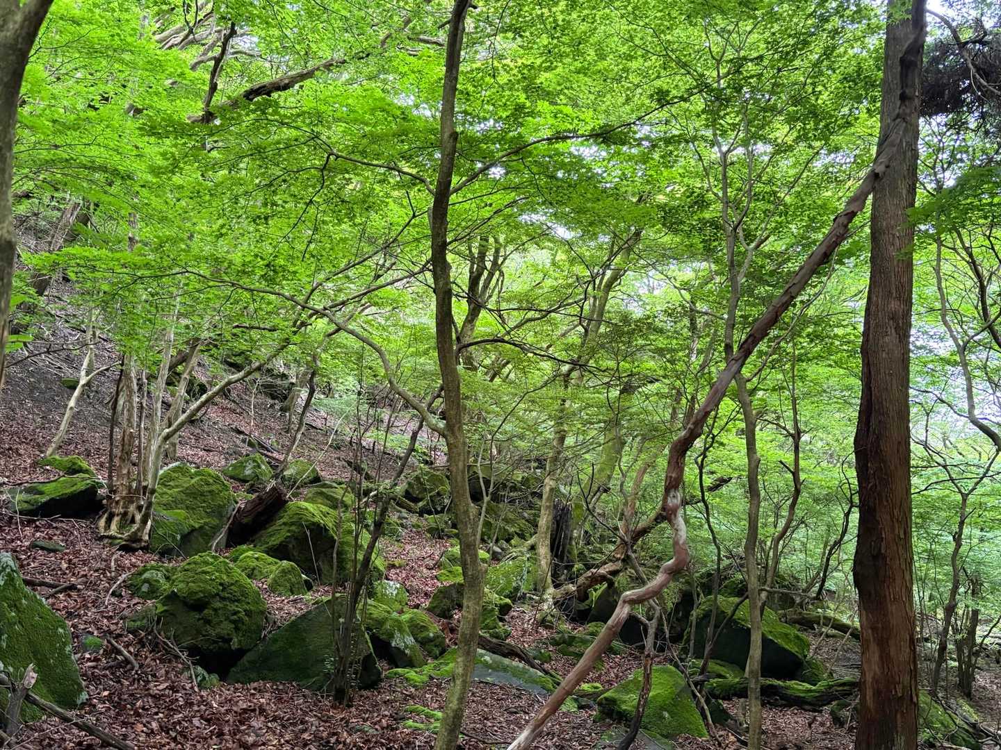 緑のシャワー🌿🌿✨