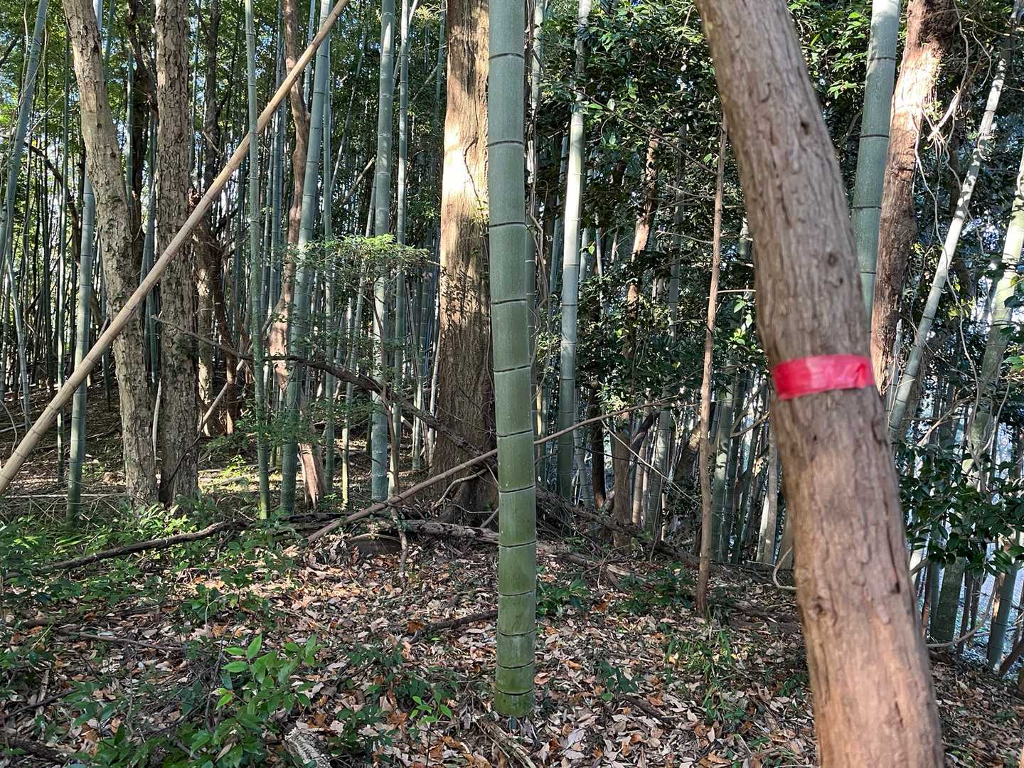通れない程ではなかった😅
山頂と思われる所にテープありました。