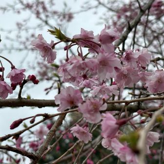 枝垂れ桜も咲いてた🌸