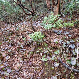 イワカガミがビッシリ