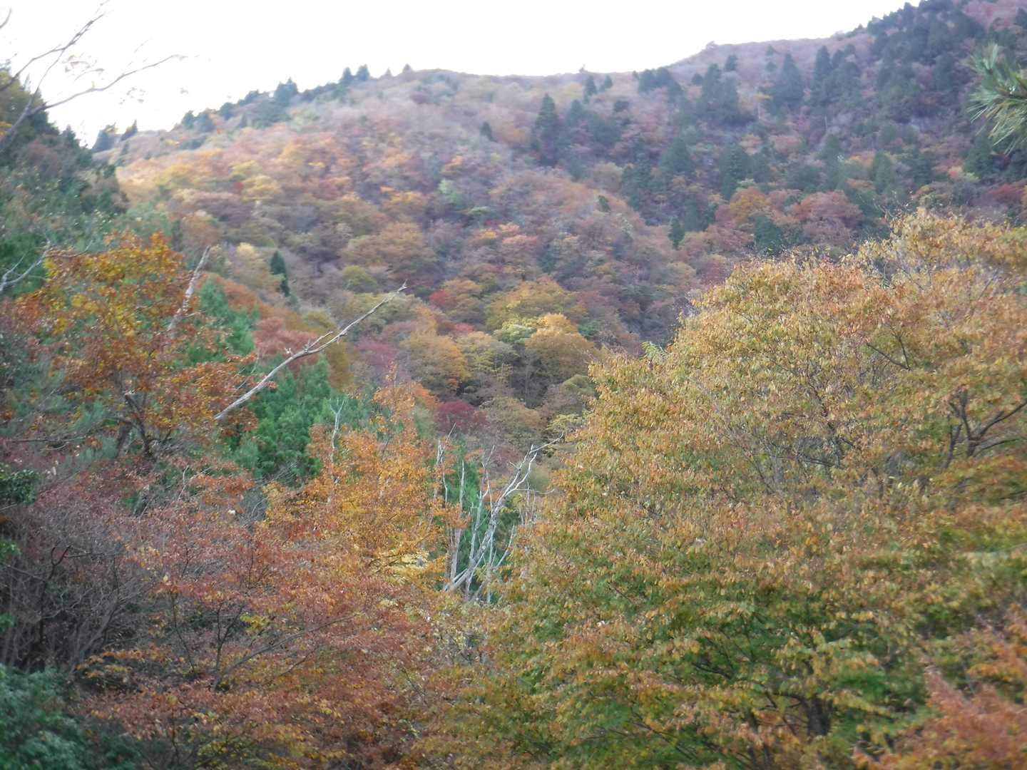 大杉山-須留ヶ峰 往復コースの写真
