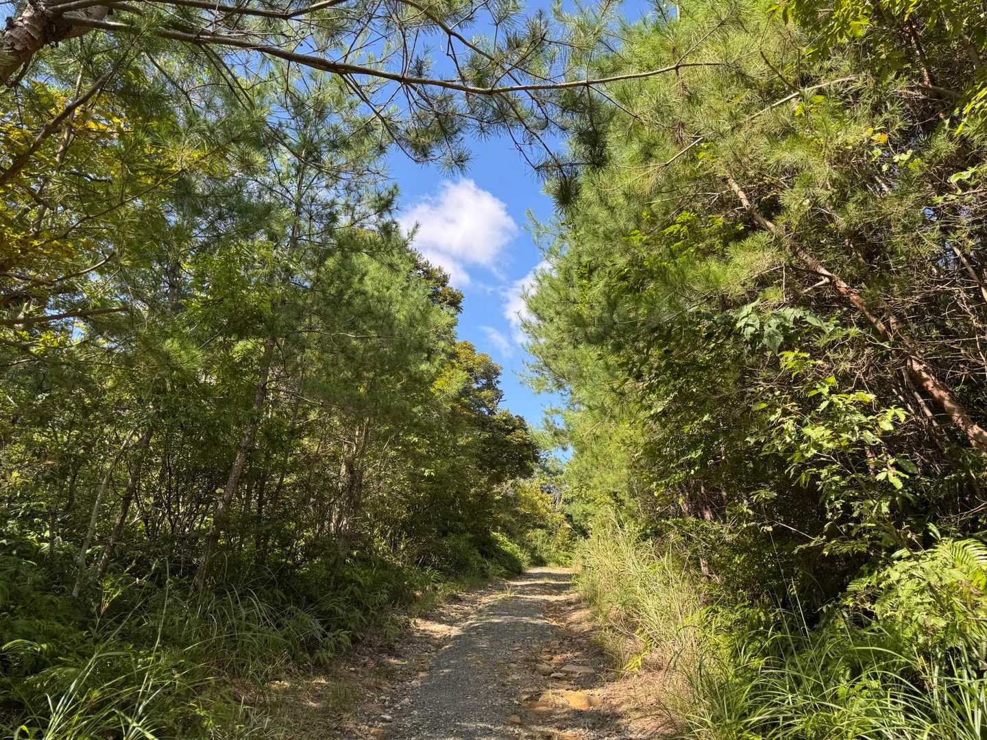 音羽バス停-岳山-岩阿沙利山-嘉嶺ヶ岳-寒風峠-北小松登山 縦走コースの写真
