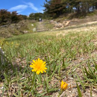 トンボもチラホラ