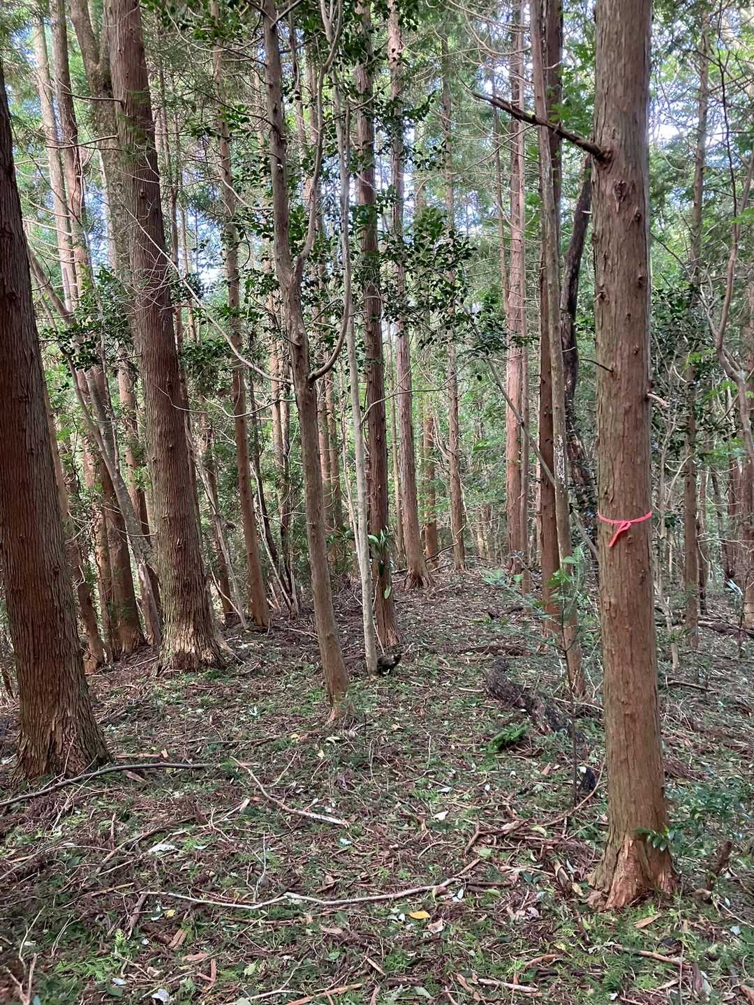 「平野岳から石割岳の下山はこっちルートか…」
「山頂を巻いて周回できるそうです」