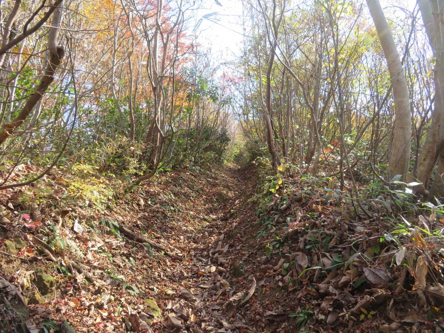 落ち葉🍂だらけの山道
滑りやすいので⚠️