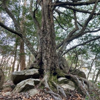 石の上にも･･何年だ？ 歩き出しそうな木