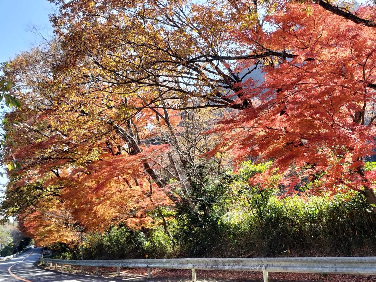 ✨🍁