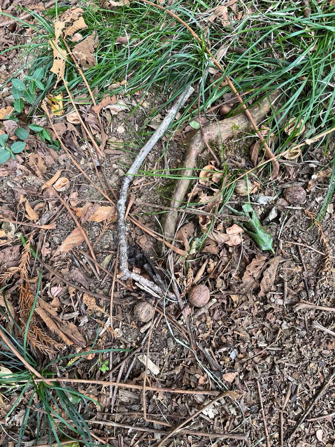 胡桃大量地帯がありました