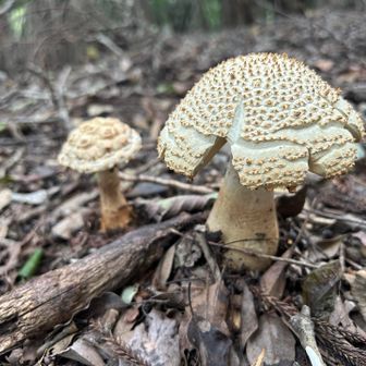 🍄
